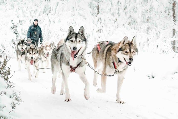 Running is what the huskies love