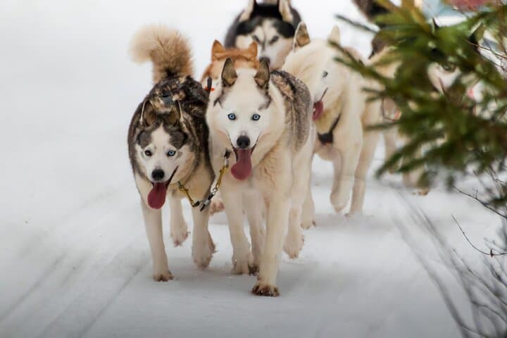 Rovaniemi: Drive Your Own Husky Team (5–8 km) & BBQ