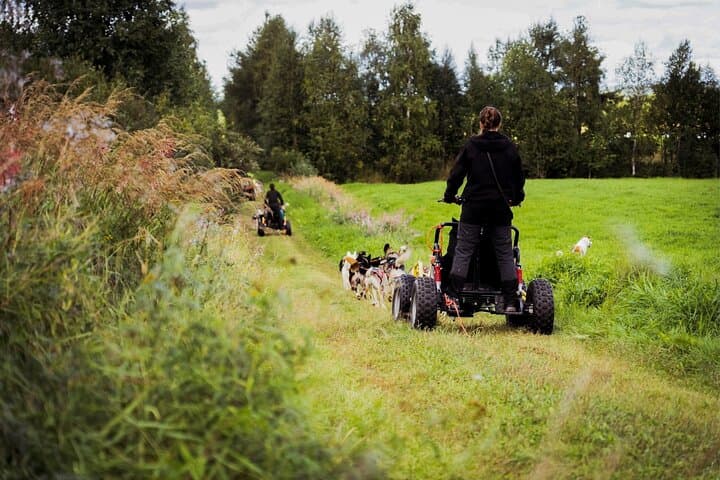 Rovaniemi: Drive Your Own Husky Team (5-8 km) & BBQ