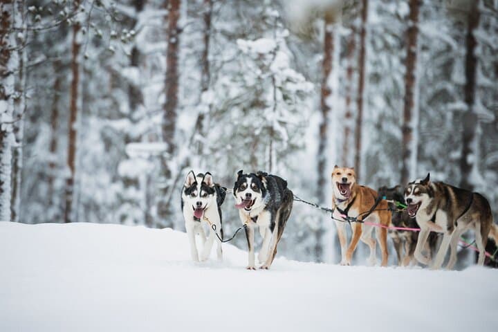 Husky Farm Visit in Rovaniemi
