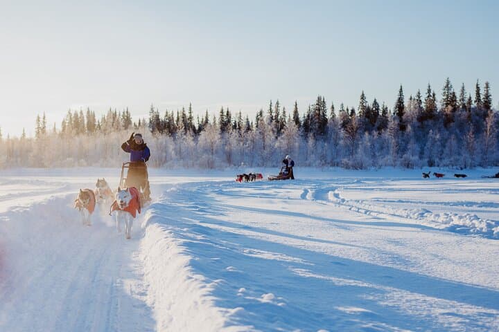 Trail of Tails Step into the Mushing Life in 5KM Husky Safari