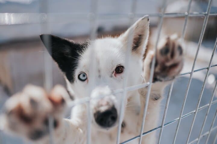 Trail of Tails Step into the Mushing Life in 5KM Husky Safari