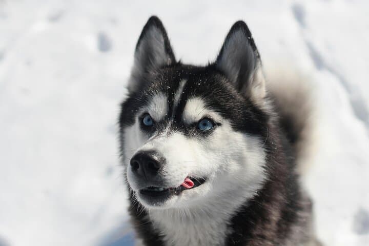 Husky Safari from Levi 2 KM or 5 KM with Husky Sledge Ride