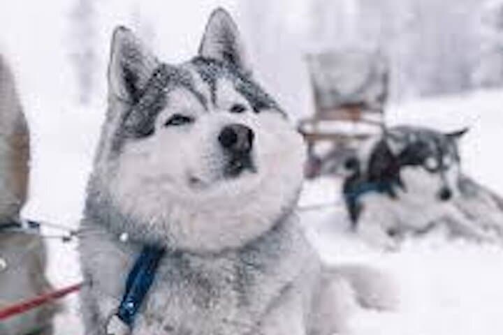 2km Husky Safari and Kennel Visit at Arctic Circle