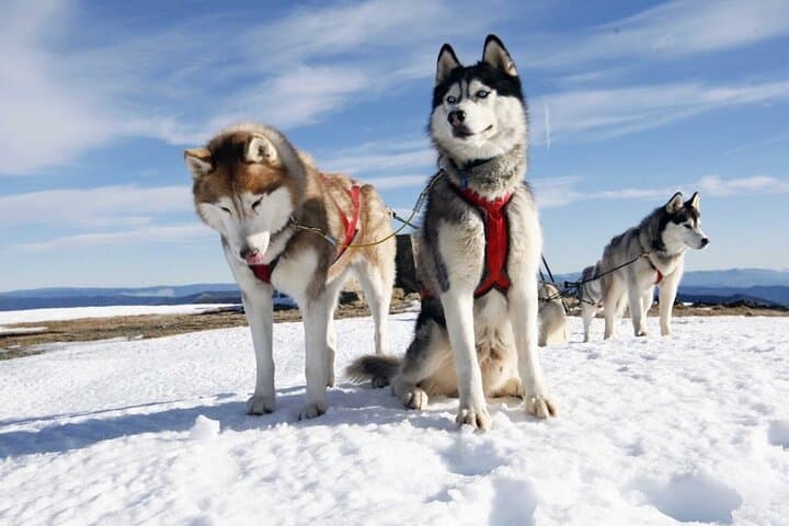 2km Husky Safari and Kennel Visit at Arctic Circle