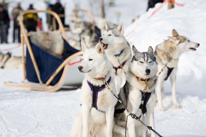 2km Husky Safari and Kennel Visit at Arctic Circle