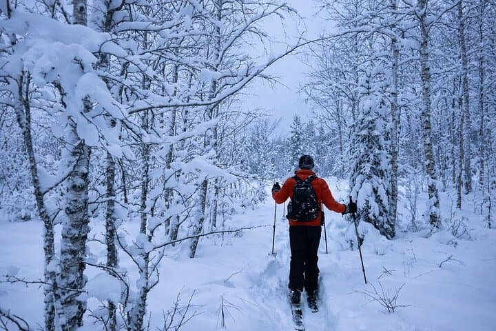 Heading through snow covered Birch forest