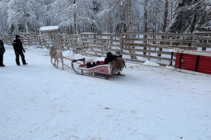 Reindeer Sleigh Ride in Rovaniemi