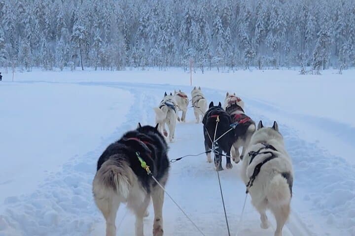 Husky Farm Visit & Sled Ride Experience