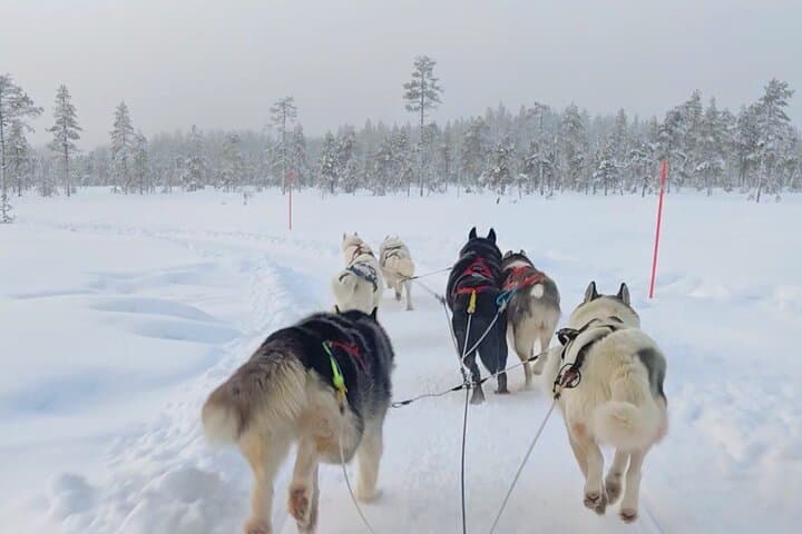 Husky Farm Visit & Sled Ride Experience