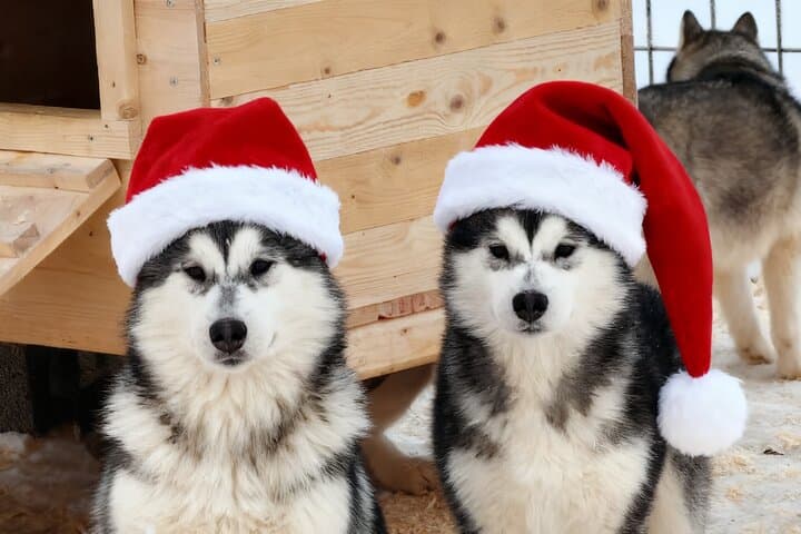 Husky Farm Visit & Sled Ride Experience