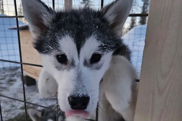 Husky Farm Visit & Sled Ride Experience