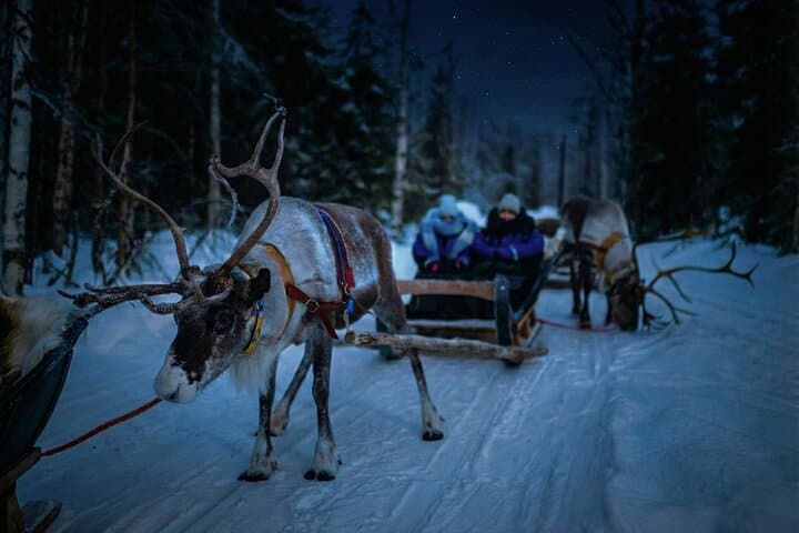 Reindeer Sleigh Ride Across the Night in Apukka Resort Rovaniemi