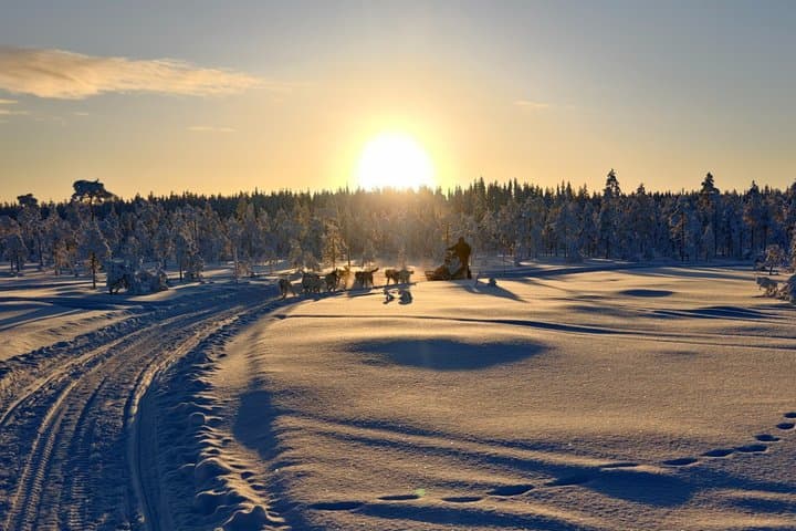 Husky Wild Running
