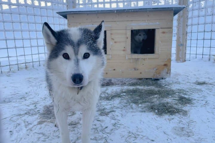Husky Wild Running