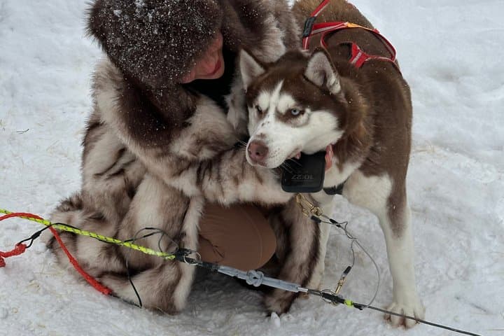 Rovaniemi Husky Adventure 2 or 5 km Ride with Transfers