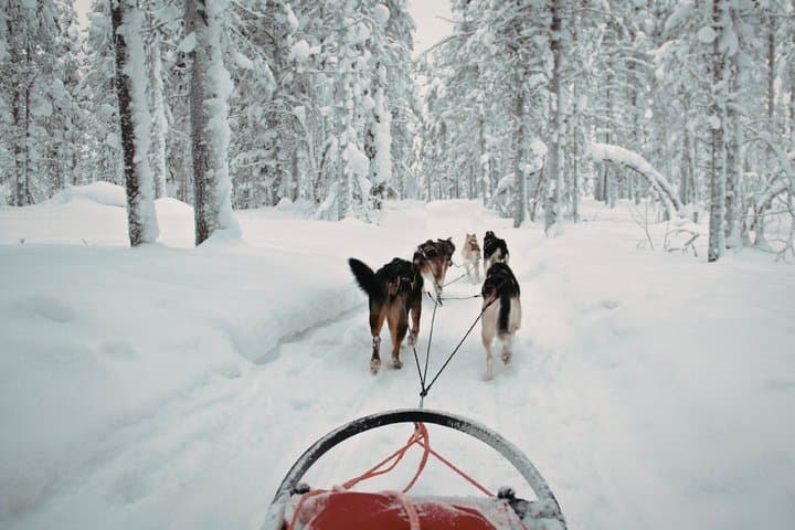 Rovaniemi Husky Adventure 2 or 5 km Ride with Transfers