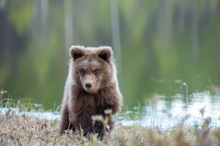 Wildlife watching tours