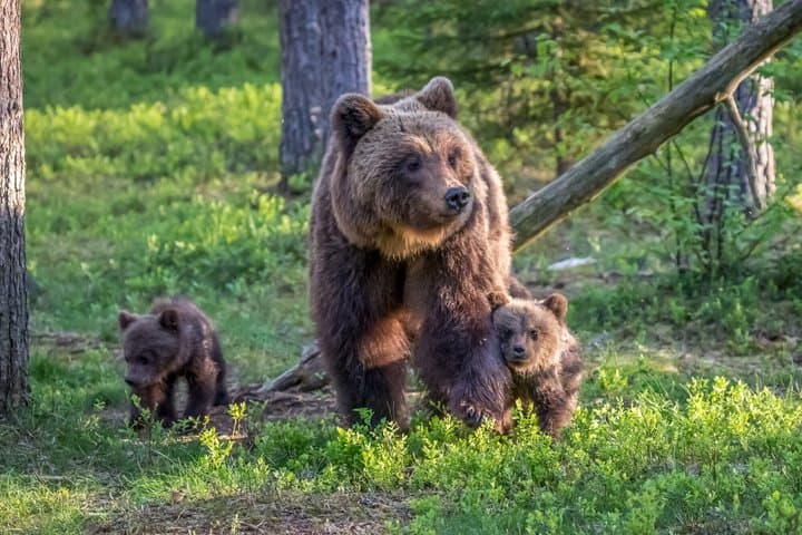 Wildlife watching tours