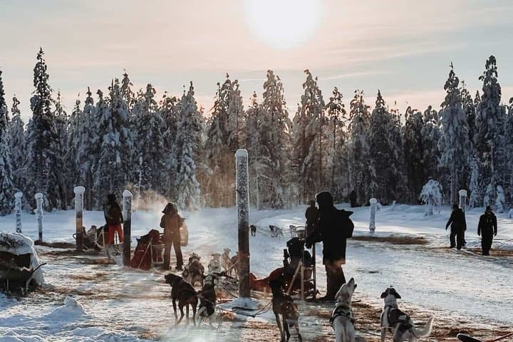1,5 hour Husky experience in Pyhatunturi