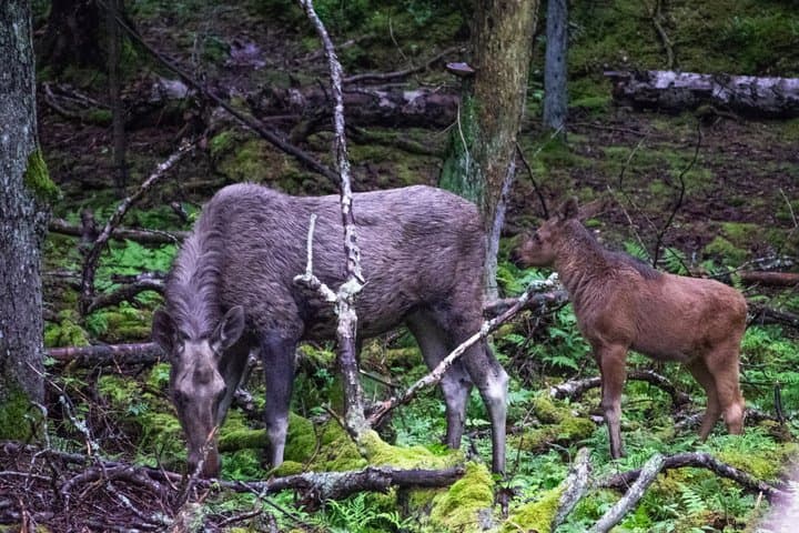 From Helsinki: Moose & Wildlife Safari with Campfire Dinner