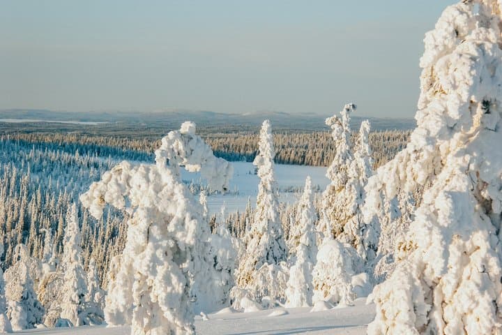 Rovaniemi: Riisitunturi National Park, 10km Husky Ride and Lunch