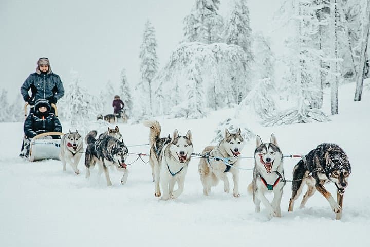 Rovaniemi: Riisitunturi National Park, 10km Husky Ride and Lunch