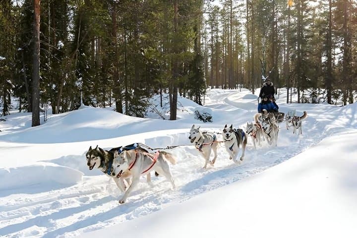 Arctic HUSKY Safari (5km) from Rovaniemi