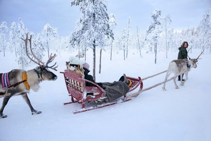 Rovaniemi: Reindeer Safari & Sled Ride with Sámi Heritage