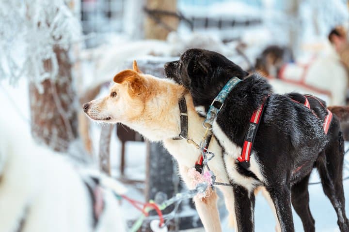 Rovaniemi Insider: 10 km Husky Self‑Drive Adventure