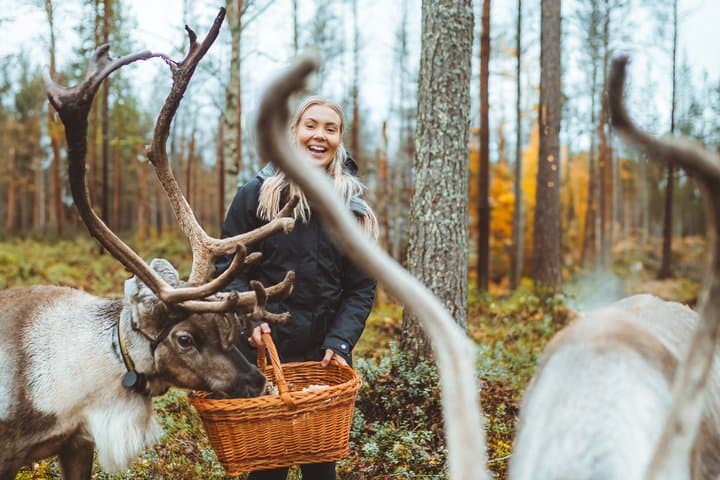 Meet and Feed Reindeer in Rovaniemi