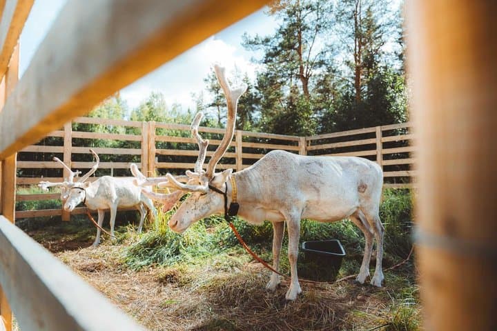Meet and Feed Reindeer in Rovaniemi