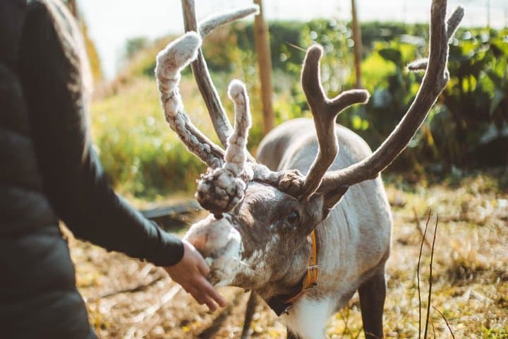 Meet and Feed Reindeer in Rovaniemi