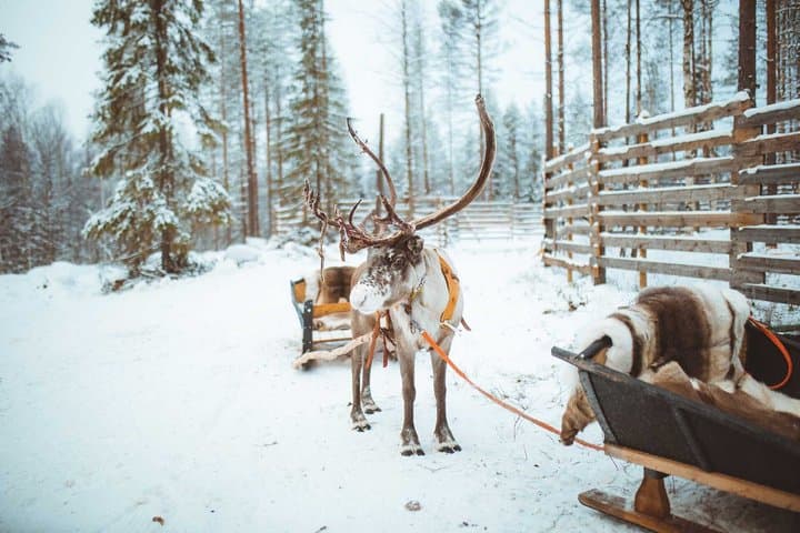 Apukka Reindeer Journey
