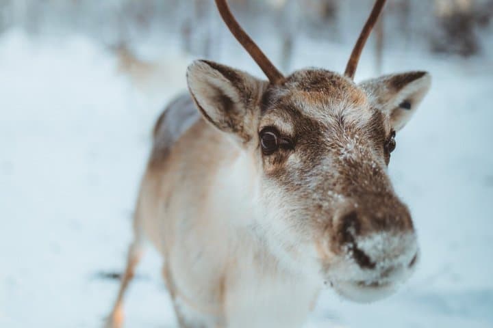 Apukka Reindeer Journey