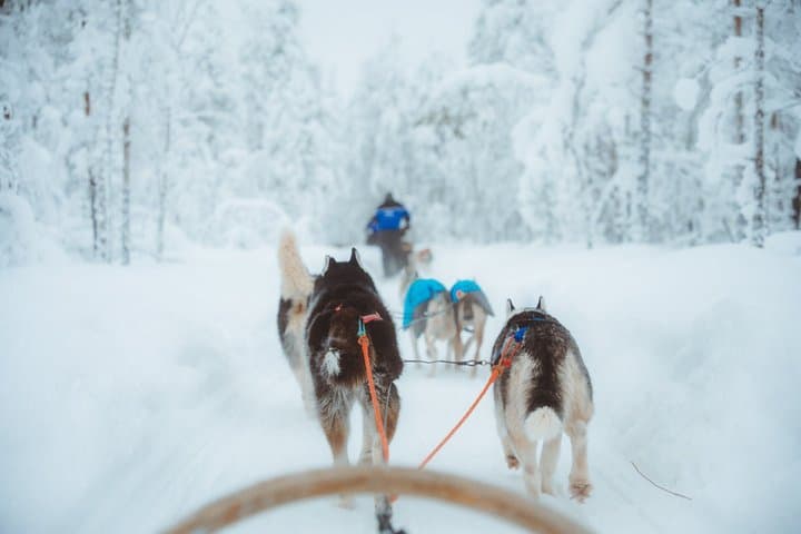 6km Apukka Husky Adventure in Rovaniemi