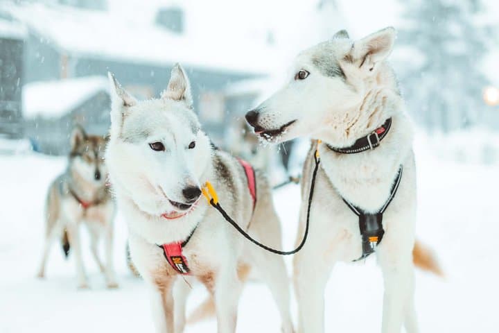 6km Apukka Husky Adventure in Rovaniemi