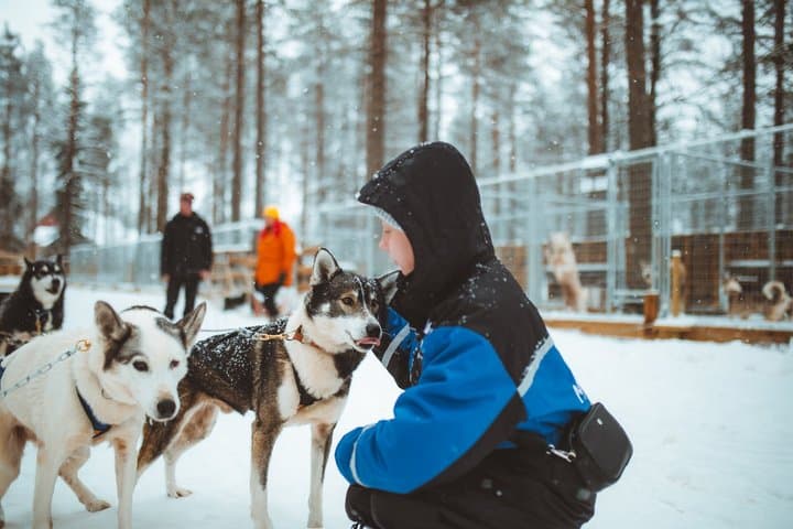 3km Early Winter Husky Sled Ride in Rovaniemi