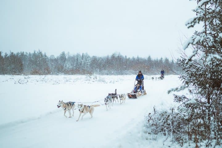 3km Early Winter Husky Sled Ride in Rovaniemi