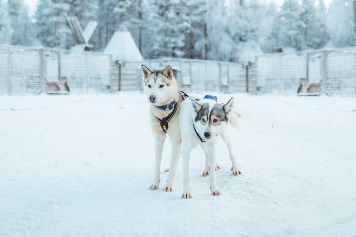 3km Early Winter Husky Sled Ride in Rovaniemi