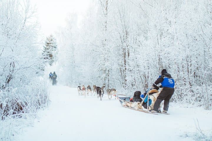 3km Early Winter Husky Sled Ride in Rovaniemi