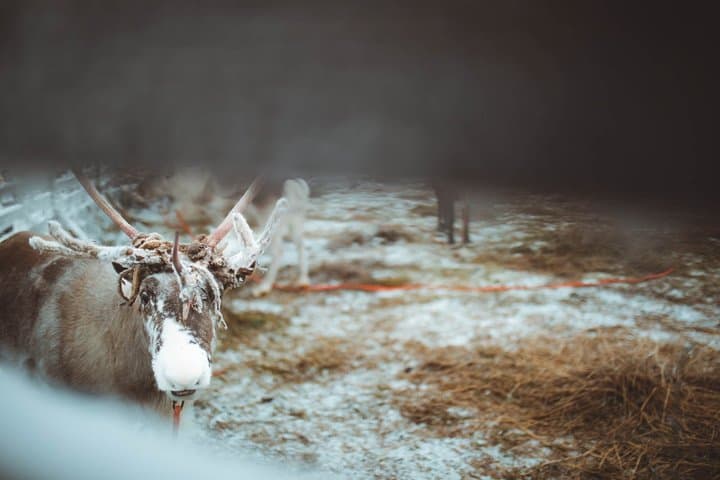 Early Winter Reindeer Sleigh Ride 1-2km