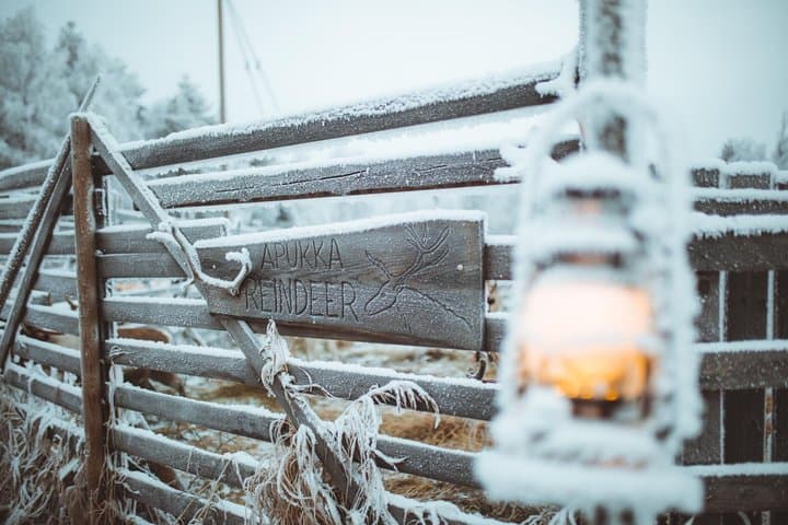 Early Winter Reindeer Sleigh Ride 1-2km