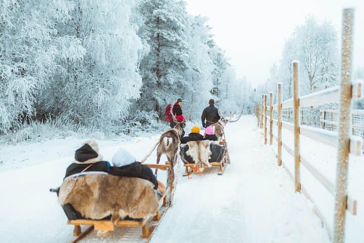Early Winter Reindeer Sleigh Ride 1-2km