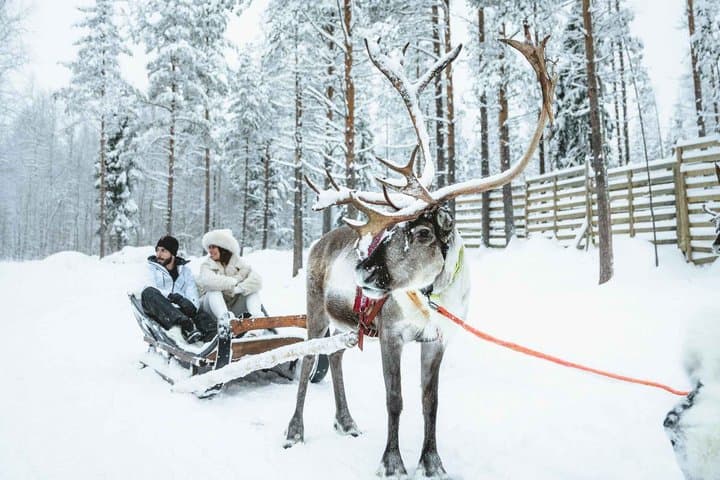 Early Winter Reindeer Sleigh Ride 1-2km