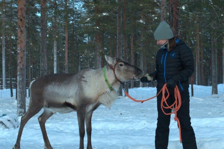 Meet the reindeer herd, local culture and forest walk along