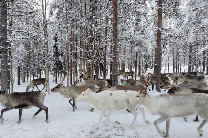 Meet the reindeer herd, local culture and forest walk along