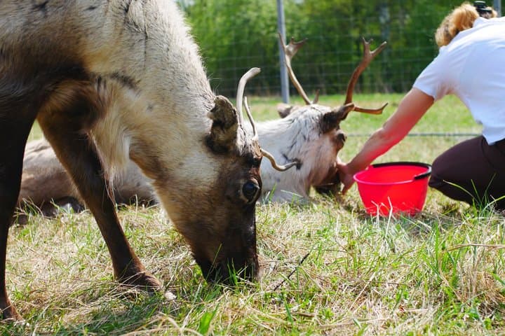 Rovaniemi Husky and Reindeer Experience in Summer with Transfers