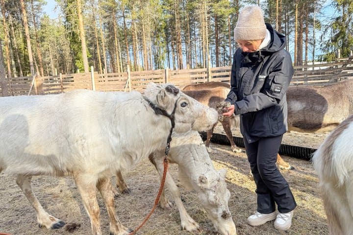 Rovaniemi Husky and Reindeer Experience in Summer with Transfers