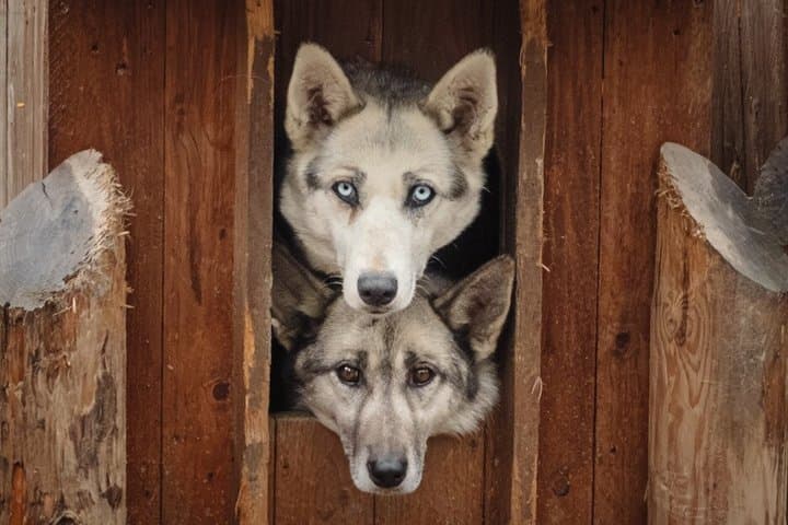 Rovaniemi Husky and Reindeer Experience in Summer with Transfers